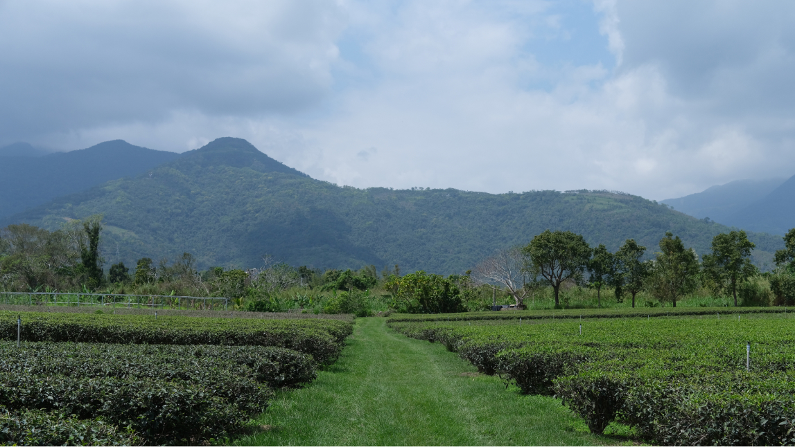 tea garden in Taiwan